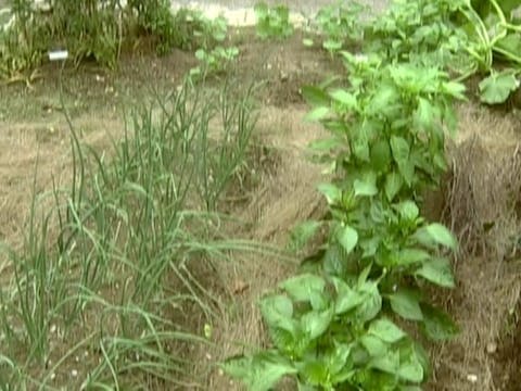 MSL Season 6 Episode 471V