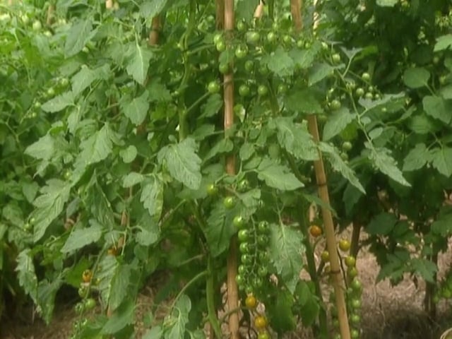 MSL Season 4 Episode 24V