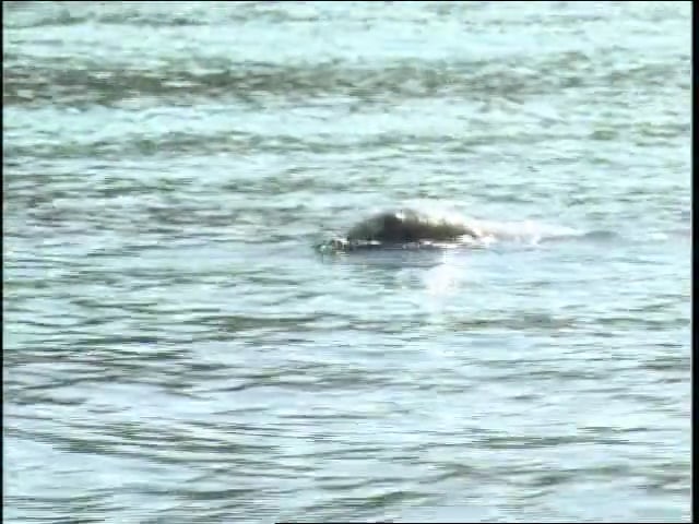 MSL Season 7 Episode 022V