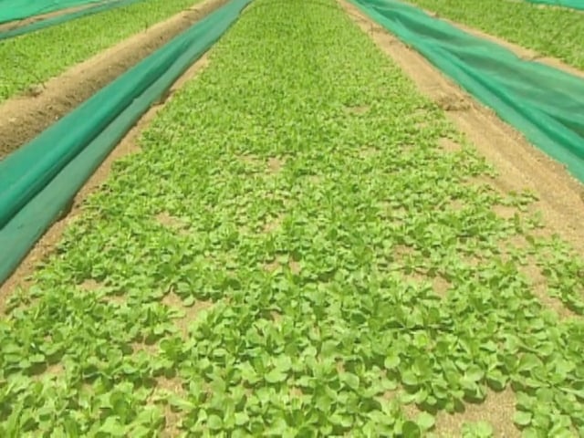 MSL Season 11 Episode 414V