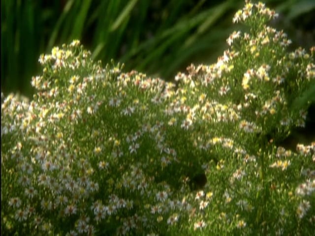 MSL Season 4 Episode 06V