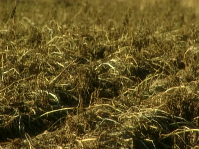 MSL Season 8 Episode 102V