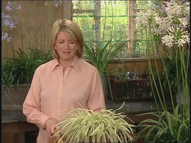 MSL Season 10 Episode 041V