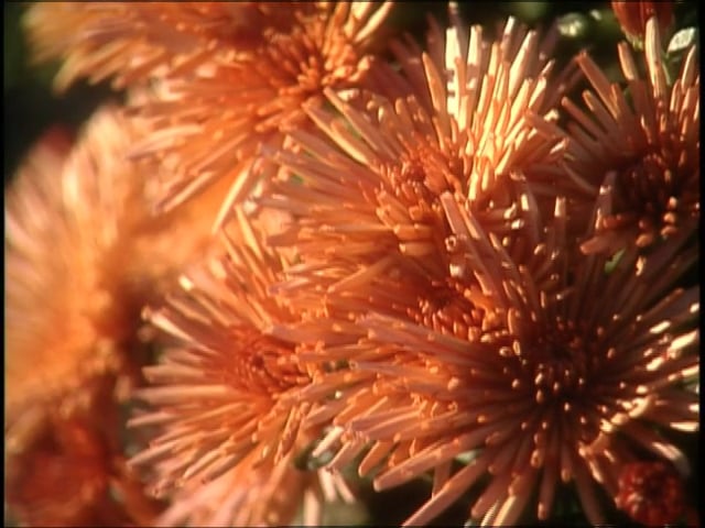 MSL Season 7 Episode 082V