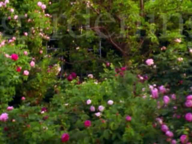 MSL Season 5 Episode 041V