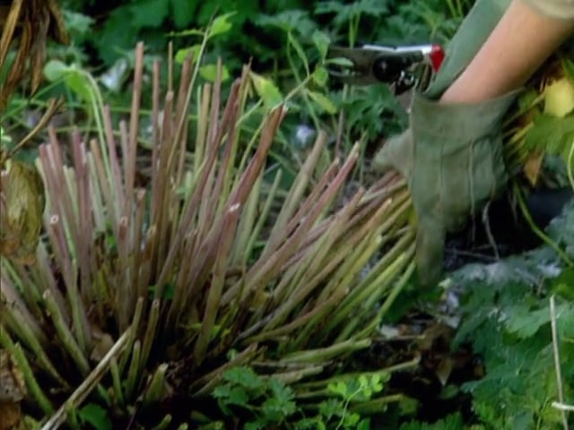 MSL Season 3 Episode 03V