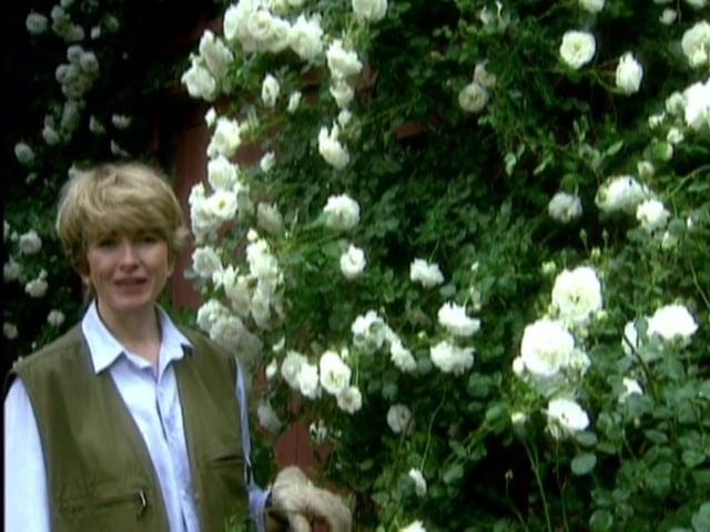 MSL Season 2 Episode 04V