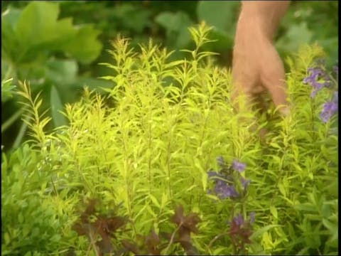 MSL Season 7 Episode 444V