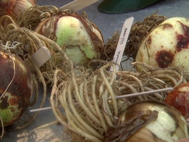 MSL Season 2 Episode 19V