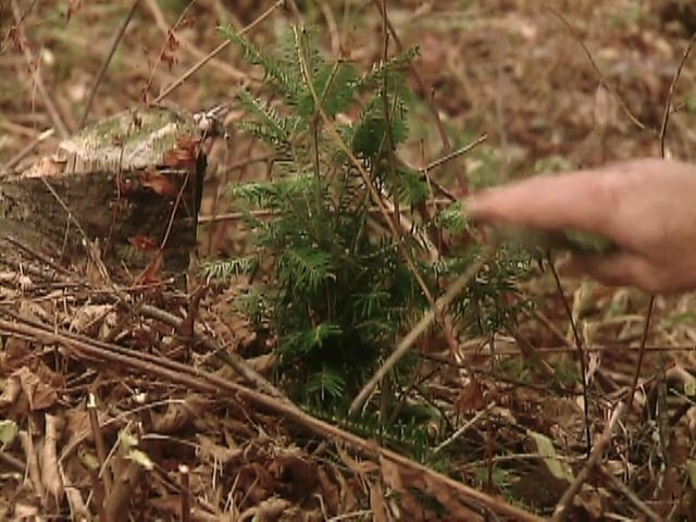 MSL Season 6 Episode 154V