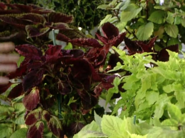 MSL Season 5 Episode 222V