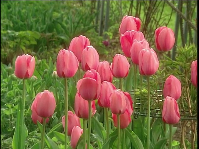 MSL Season 9 Episode 265V