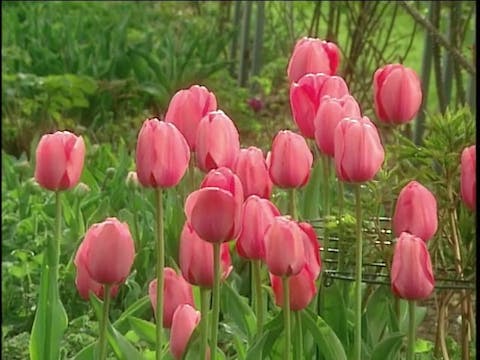 MSL Season 9 Episode 265V