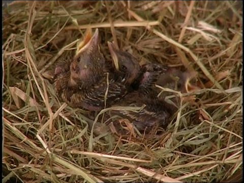 MSL Season 8 Episode 453V