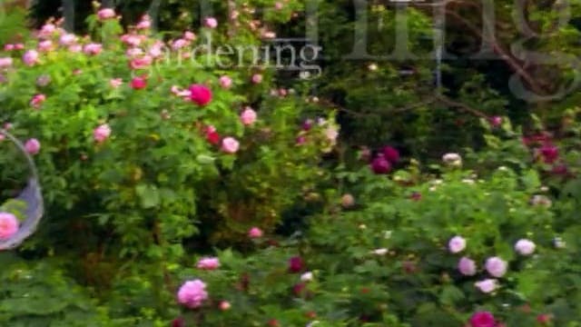 MSL Season 5 Episode 132V