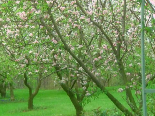 MSL Season 9 Episode 253V