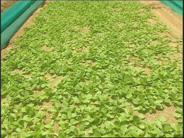 MSL Season 10 Episode 461V