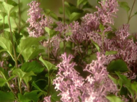 MSL Season 11 Episode 412V