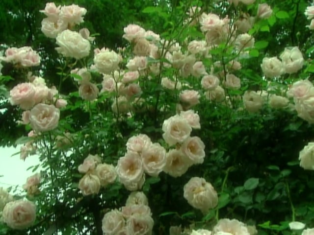 MSL Season 10 Episode 411V