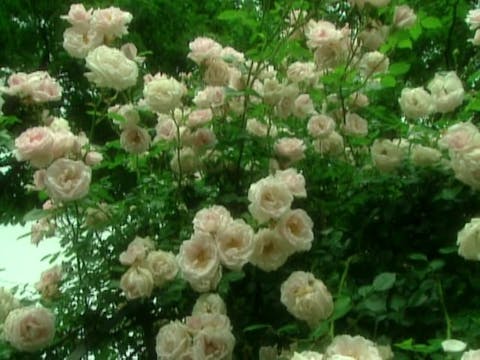 MSL Season 10 Episode 411V