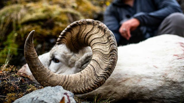 WIN A DALL SHEEP HUNT!