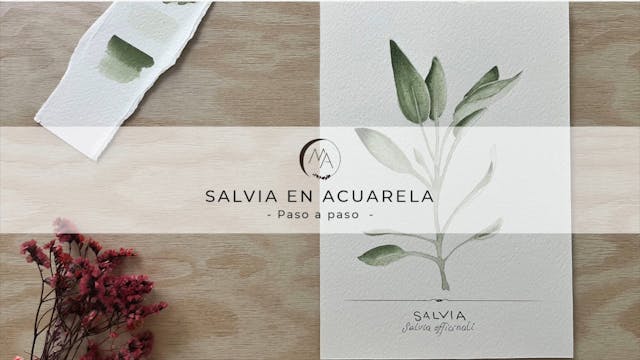 Salvia en acuarela