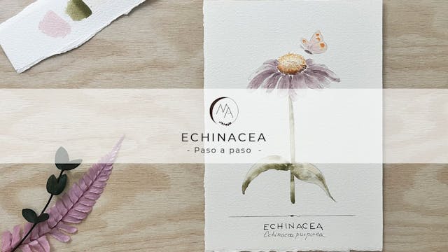 Echinacea en acuarela