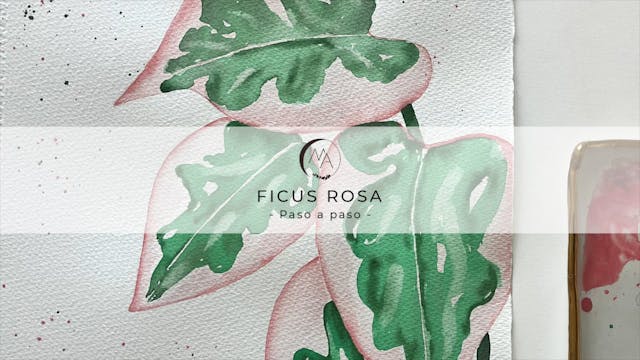 Ficus rosa- Paso a paso