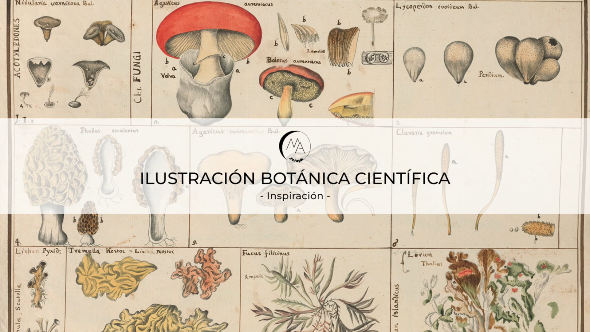 Teoría: Ilustración botánica científica