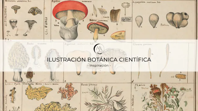 Teoría: Ilustración botánica cienti...