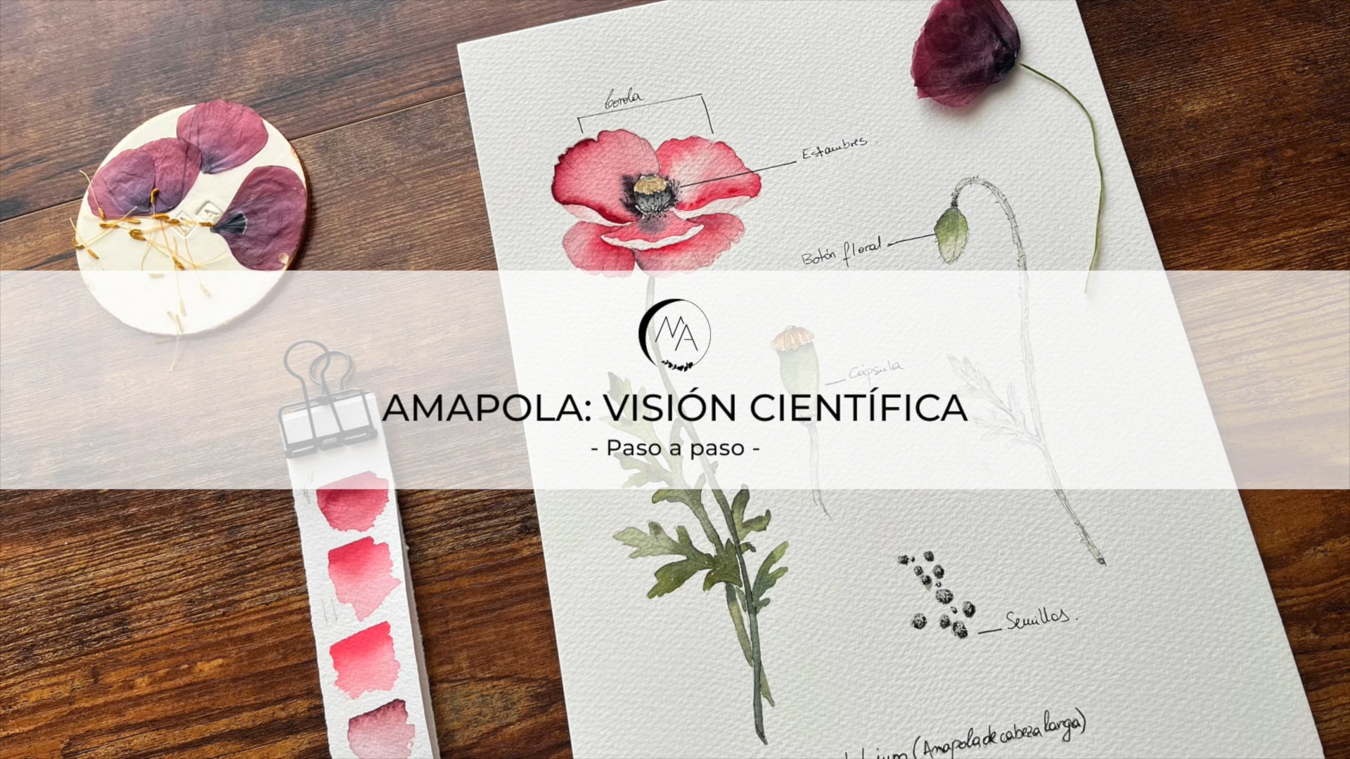 Amapola-Acercamiento ilustración cientifica
