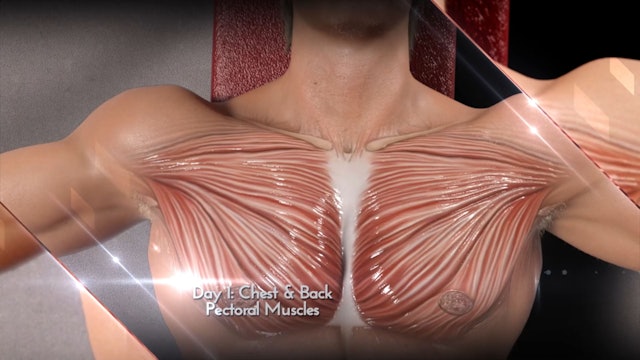 Pectoral Muscles (Chest)