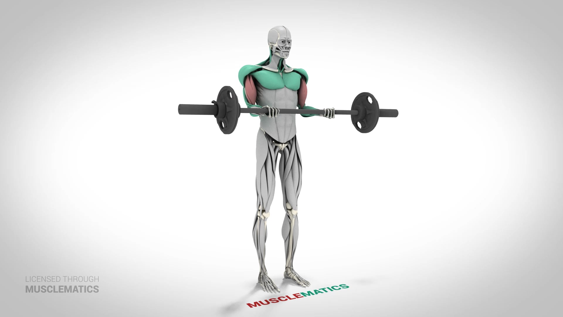 Barbell Curls - (View 3)