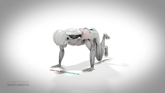 Push-Up With Hip Extension - (All Vie...