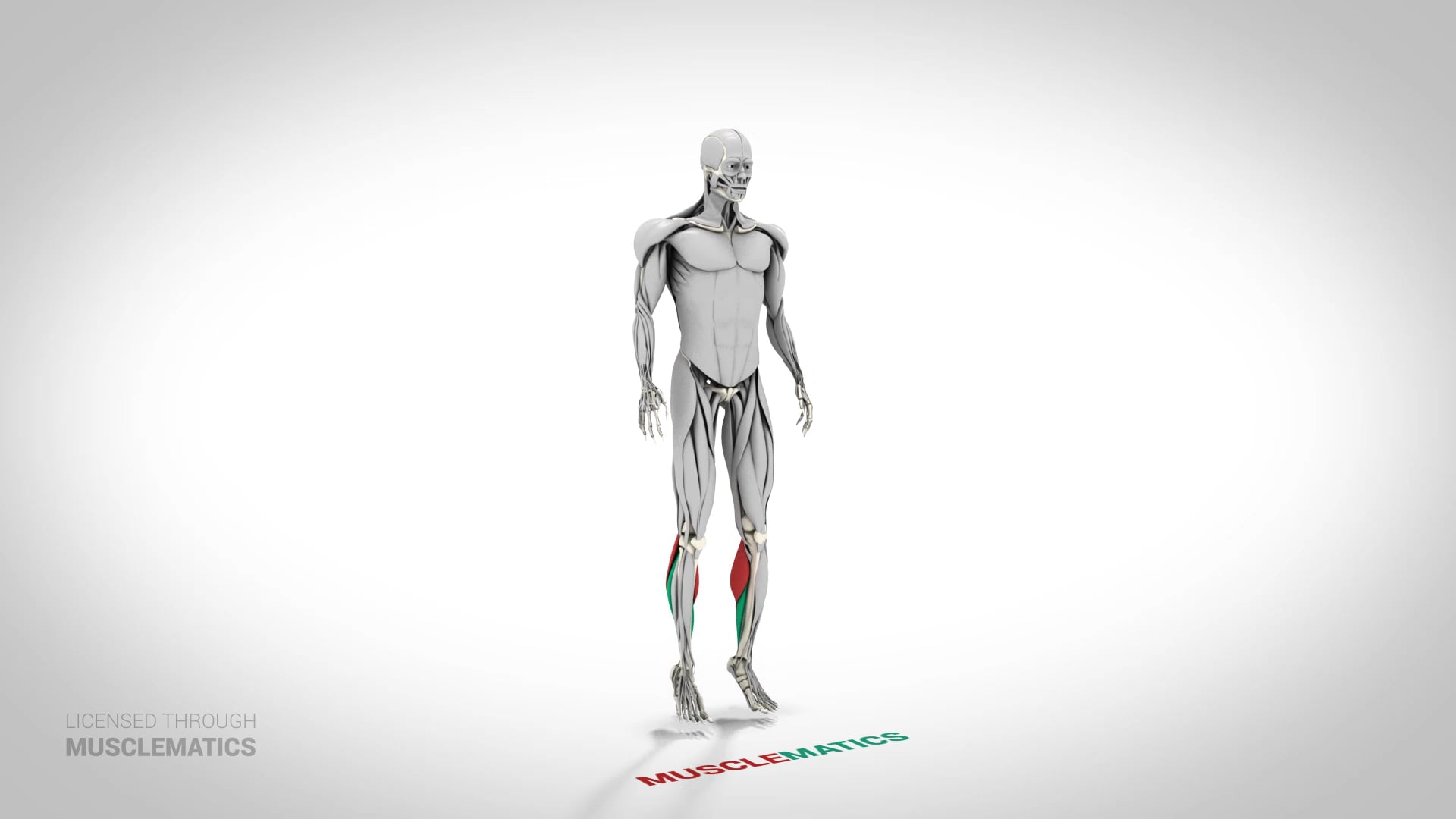 Stiff-Leg Ankle Hop - (View 2)