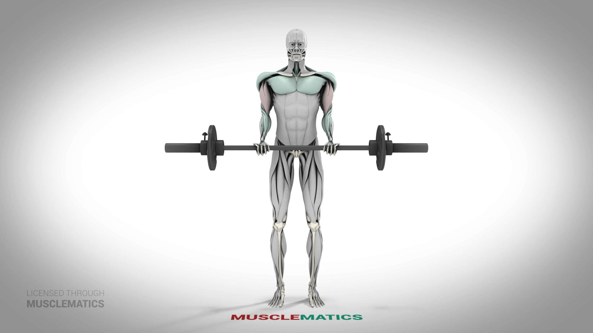 Barbell Curls - (All Views)