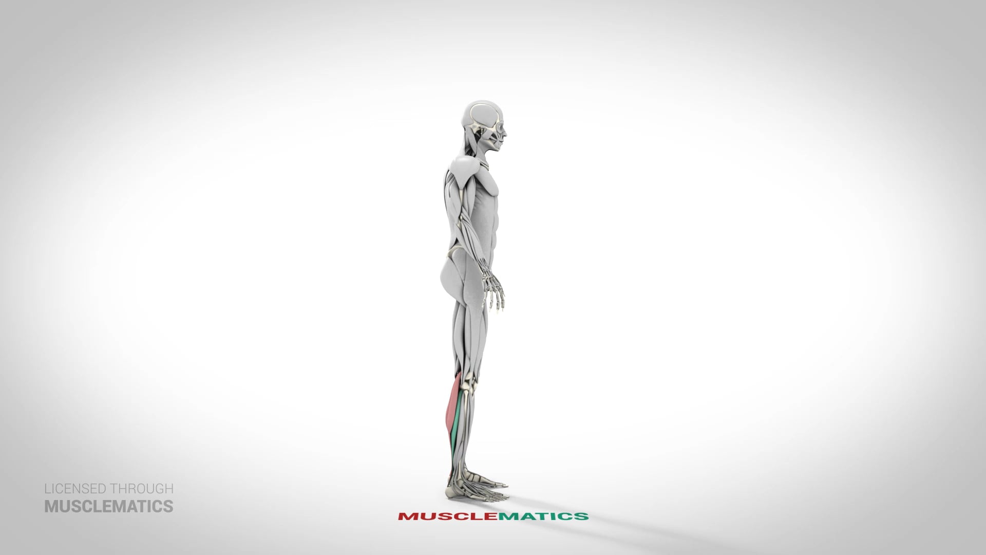 Stiff-Leg Ankle Hop - (View 1)