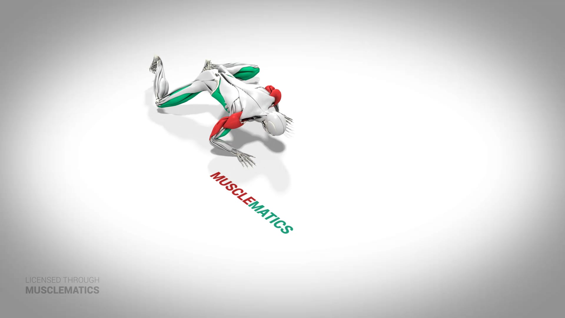 Crocodile Crawl - (All Views)