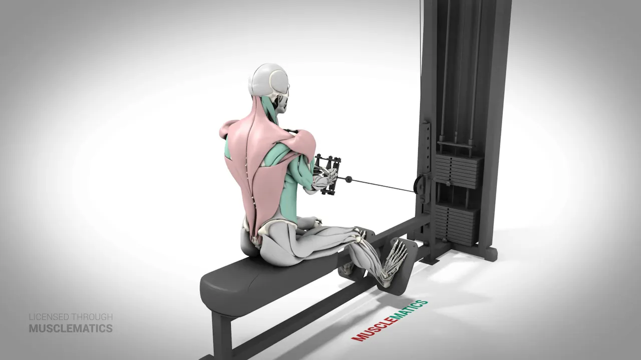 Seated Rows - (All Views) - Toning Workout (Day 2) - BACK - MuscleMatics