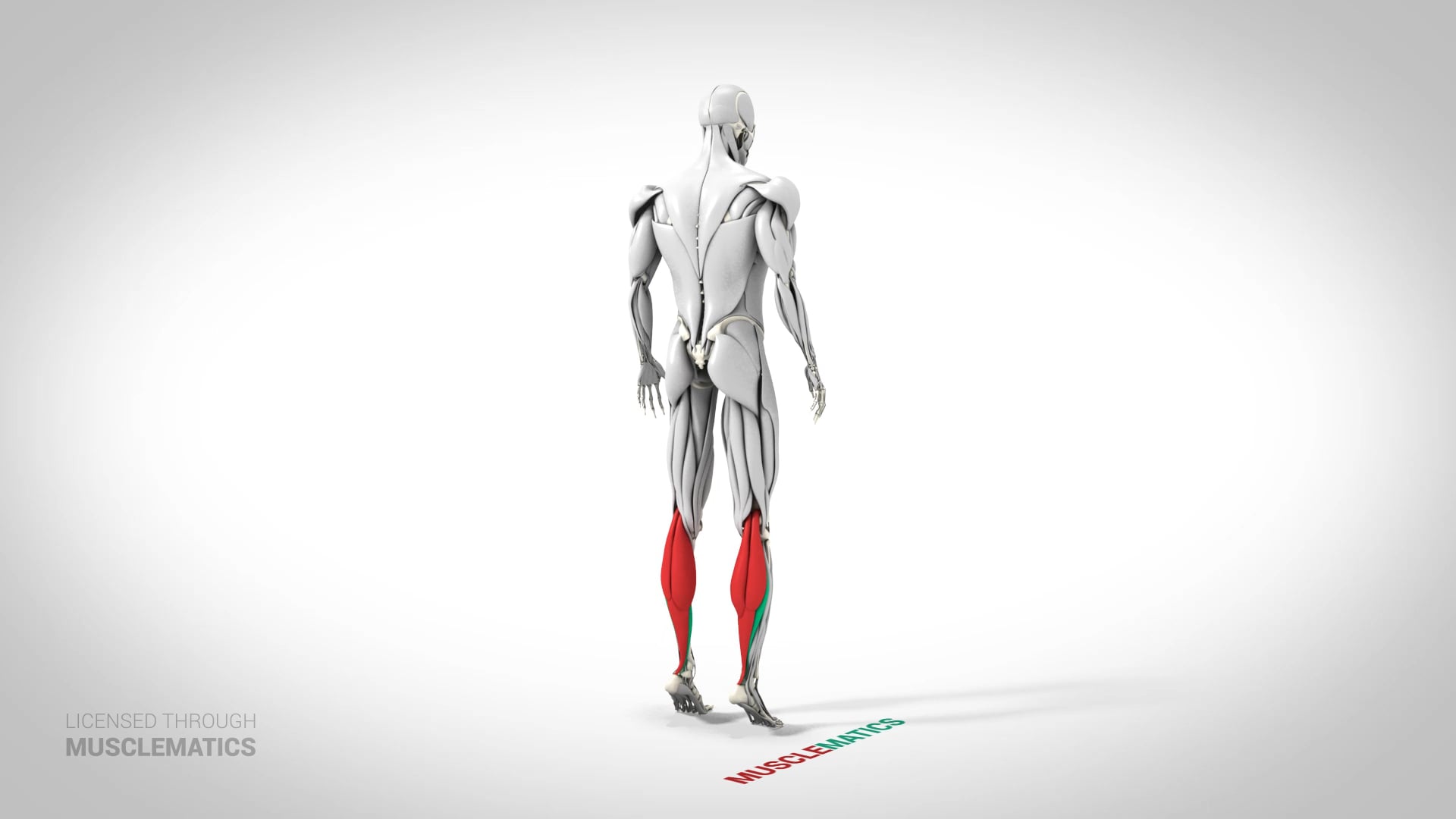 Standing Calf Raise - (View 3)