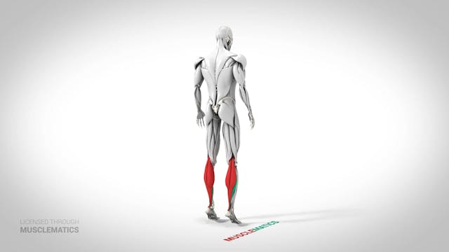 Standing Calf Raise - (View 3)