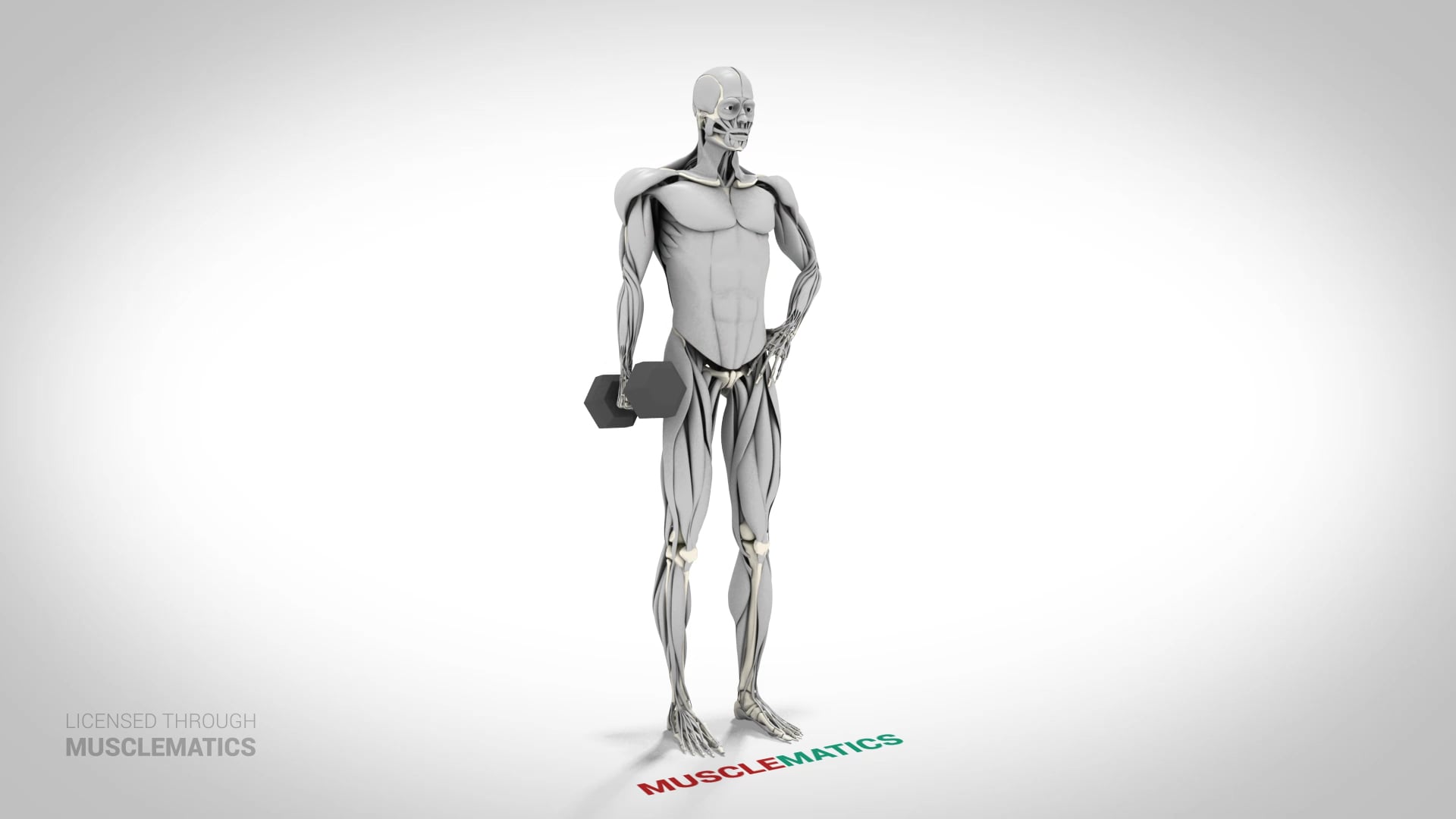 Dumbbell Side Bends - (View 3)