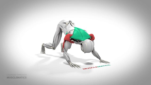 Push-Back Push-Up - (All Views)