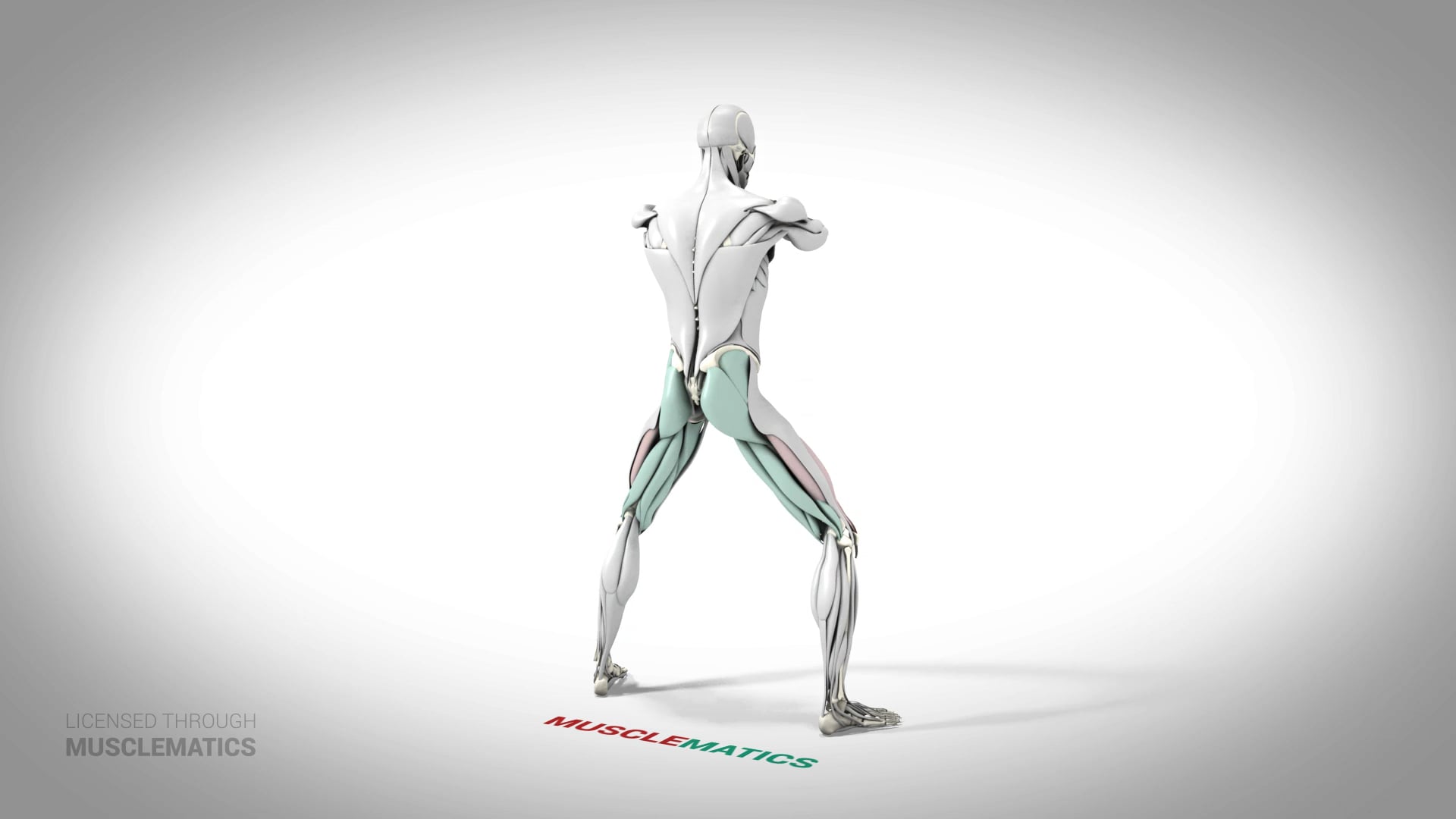 Sumo Squat - (All Views)