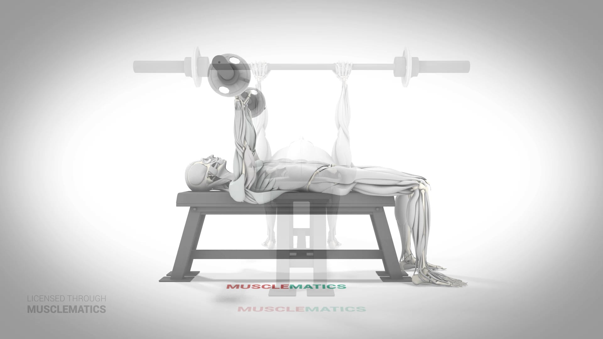 Triceps Extensions - (All Views)