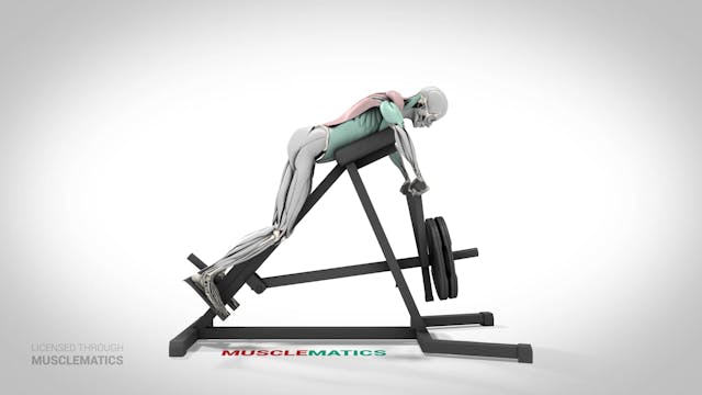 T-Bar Rows With Abdominal Support - (...