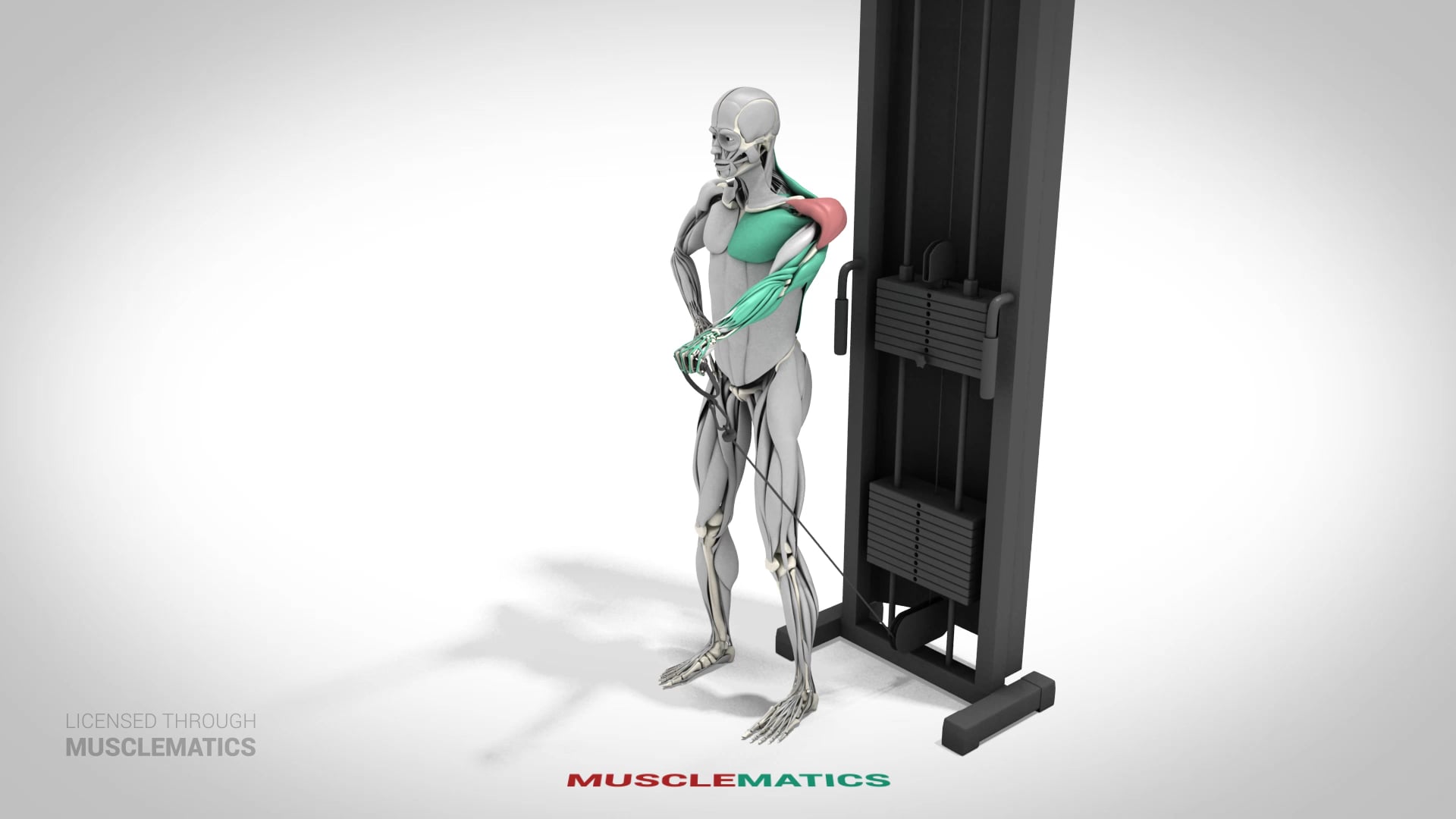 Low-Pulley Front Raises - (View 2) - LEFT