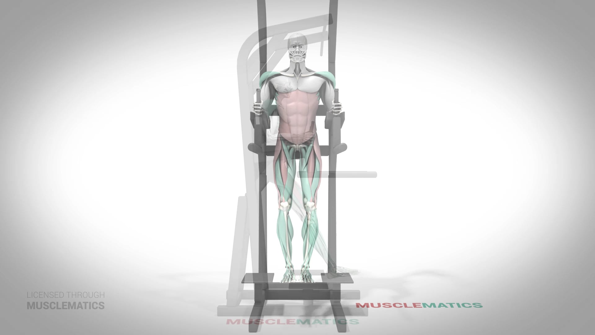 Leg Raises (Straight Leg) - (All Views)