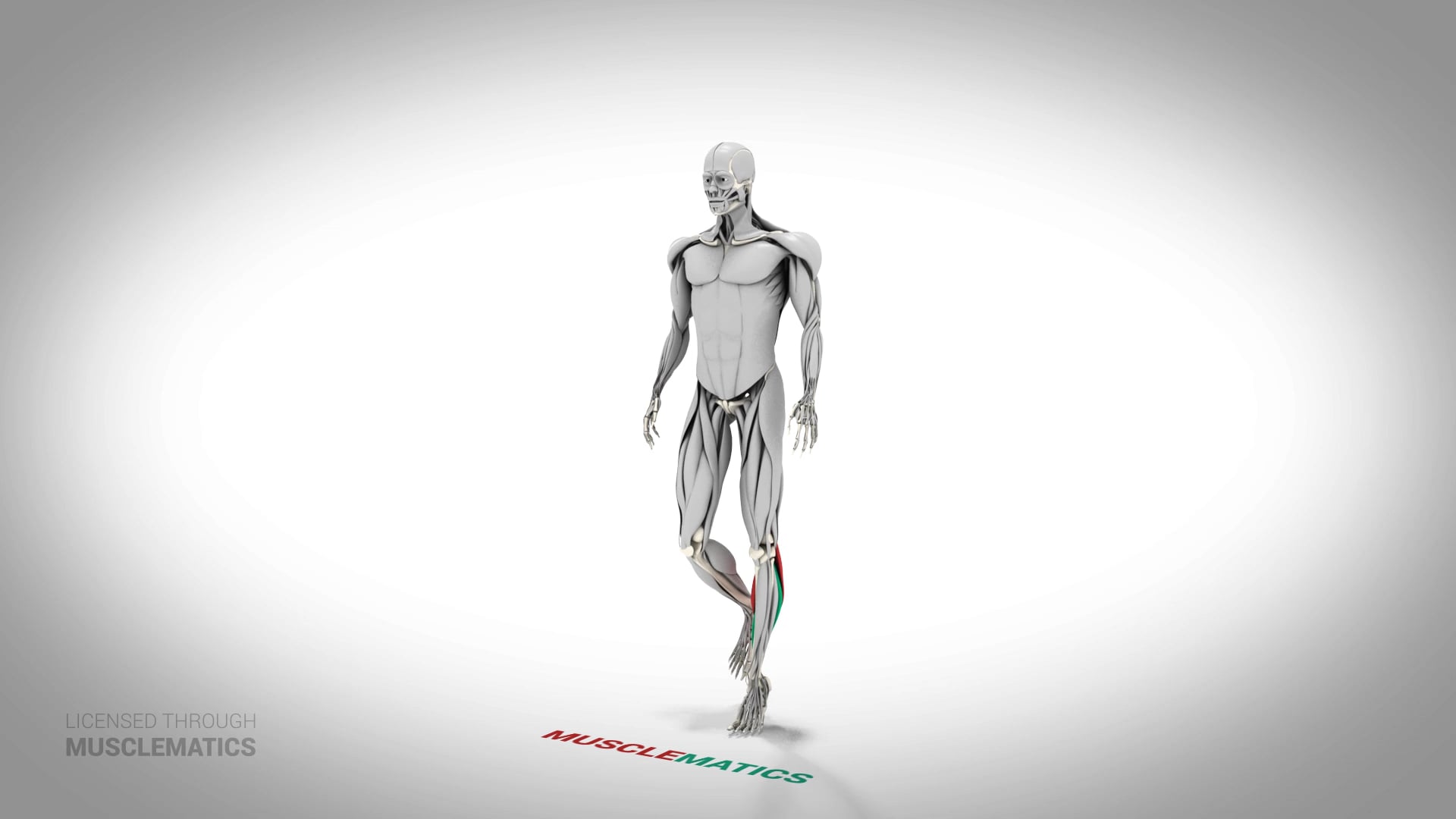 Single-Leg Ankle Hop - (All Views) - LEFT