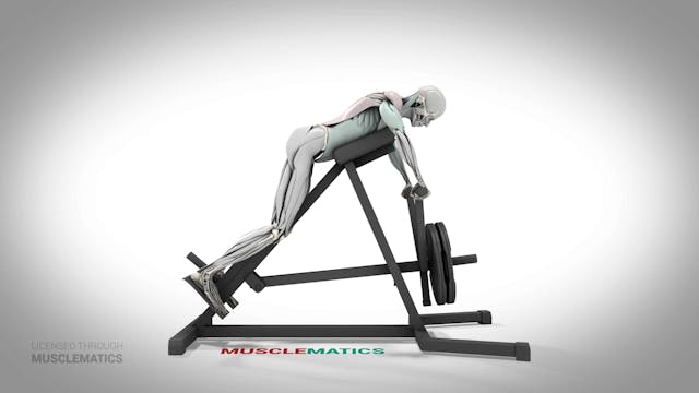 T-Bar Rows With Abdominal Support - (...